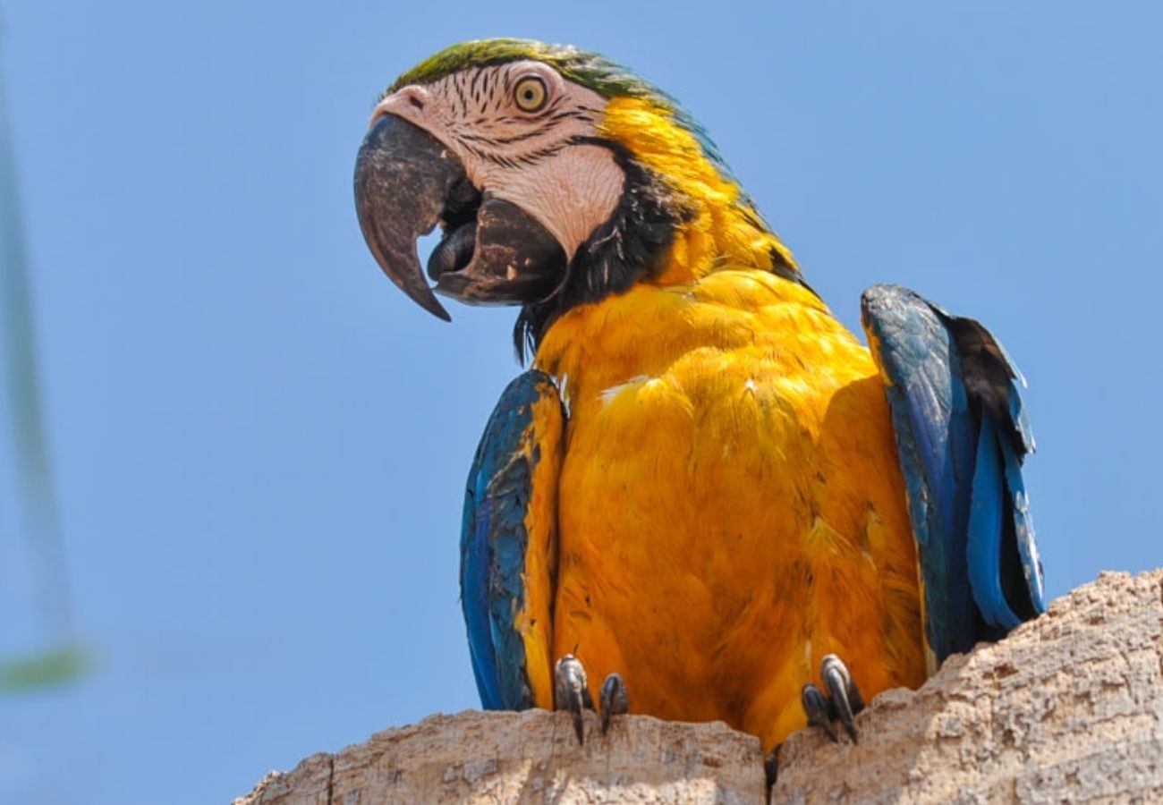 amarelo,-azul-e-branco:-tocantins-e-o-estado-das-araras-caninde-|-g1