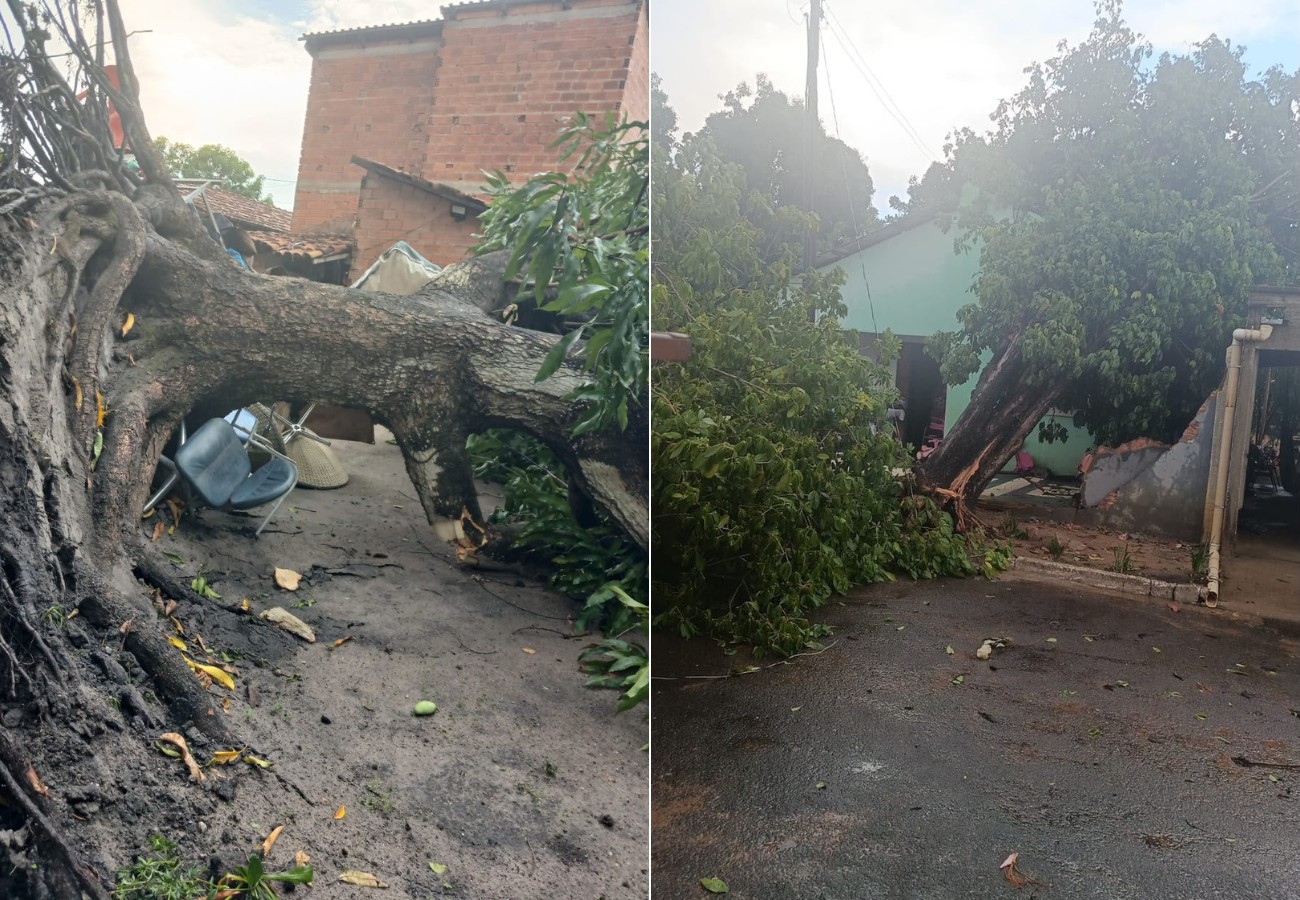 Chuva forte derruba árvores e provoca estragos no interior do TO | G1