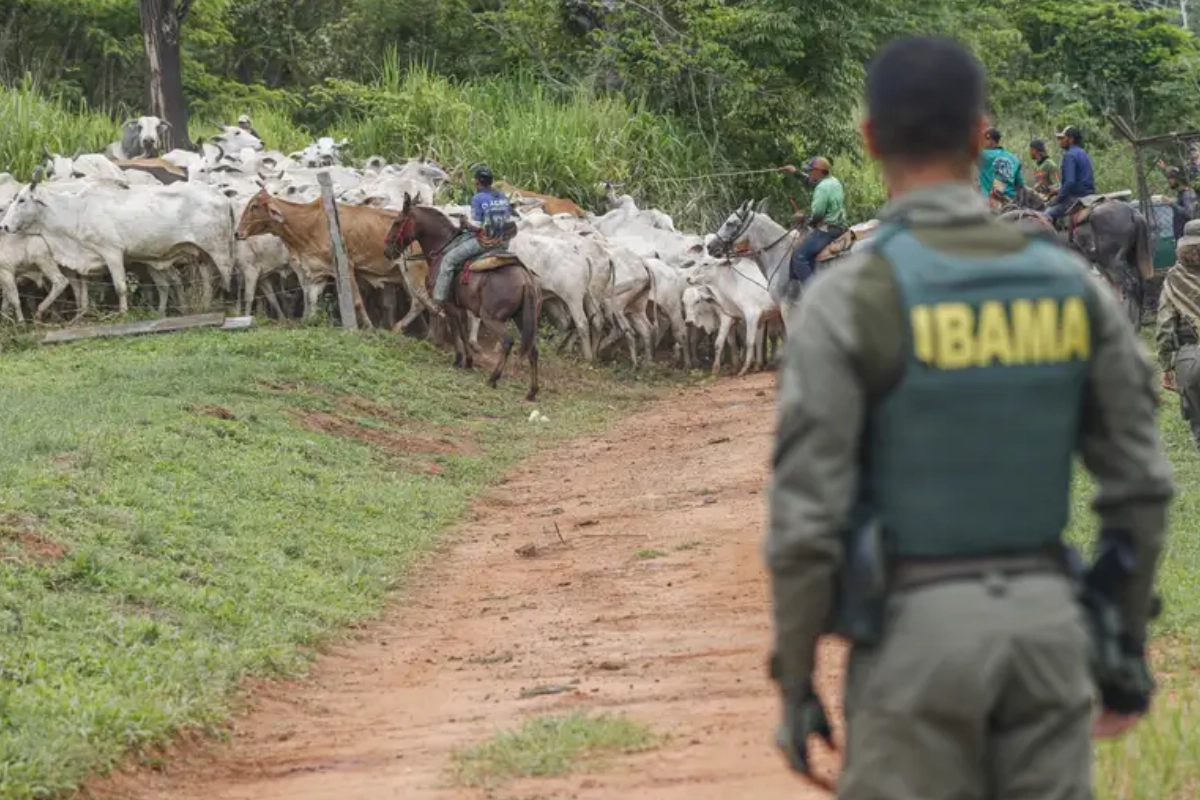 bolsonaristas-ameacam-invadir-terras-indigenas-se-flavio-bolsonaro-ganhar-eleicao-–-climainfo