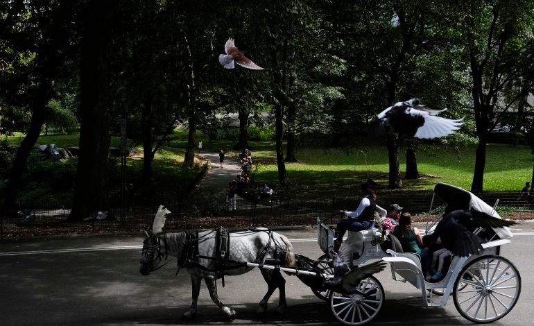 nova-york-quer-proibir-carruagens-no-central-park-apos-turista-morrer-|-g1