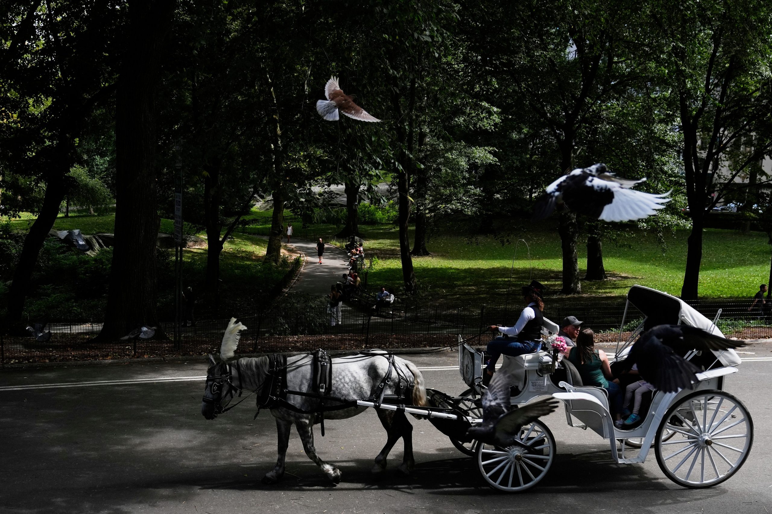 nova-york-quer-proibir-carruagens-no-central-park-apos-turista-morrer-|-g1
