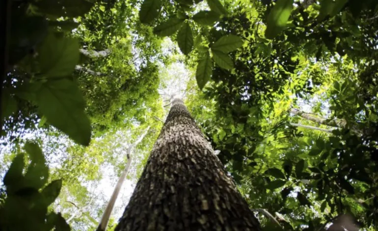 Queda no desmatamento é conquista histórica para o Brasil – ClimaInfo
