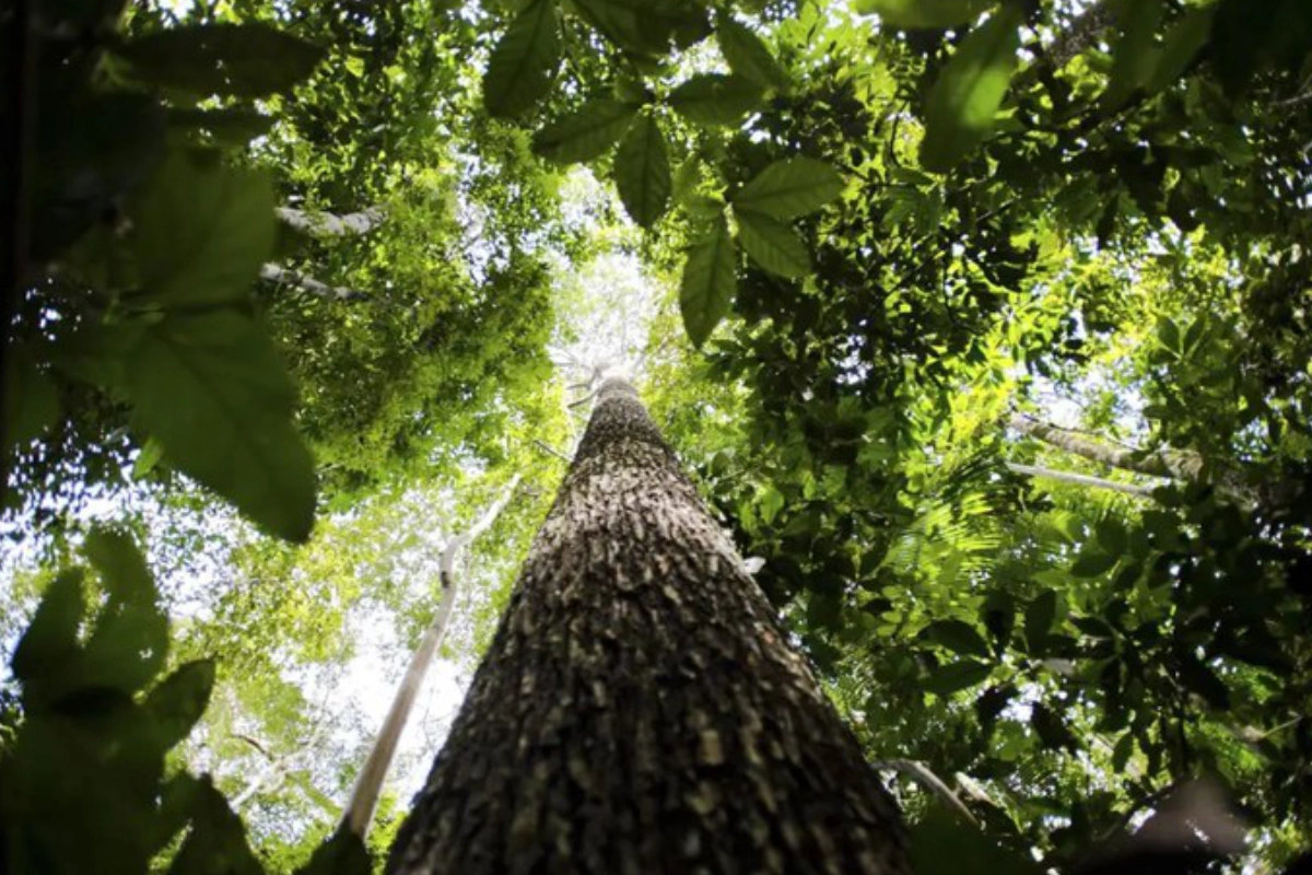 queda-no-desmatamento-e-conquista-historica-para-o-brasil-–-climainfo