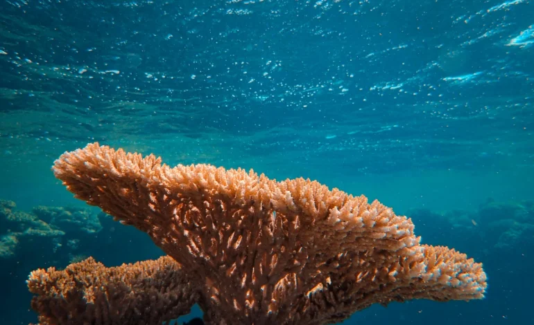aquecimento-global-pode-colapsar-todos-os-recifes-de-coral-de-aguas-rasas-do-planeta -–-climainfo