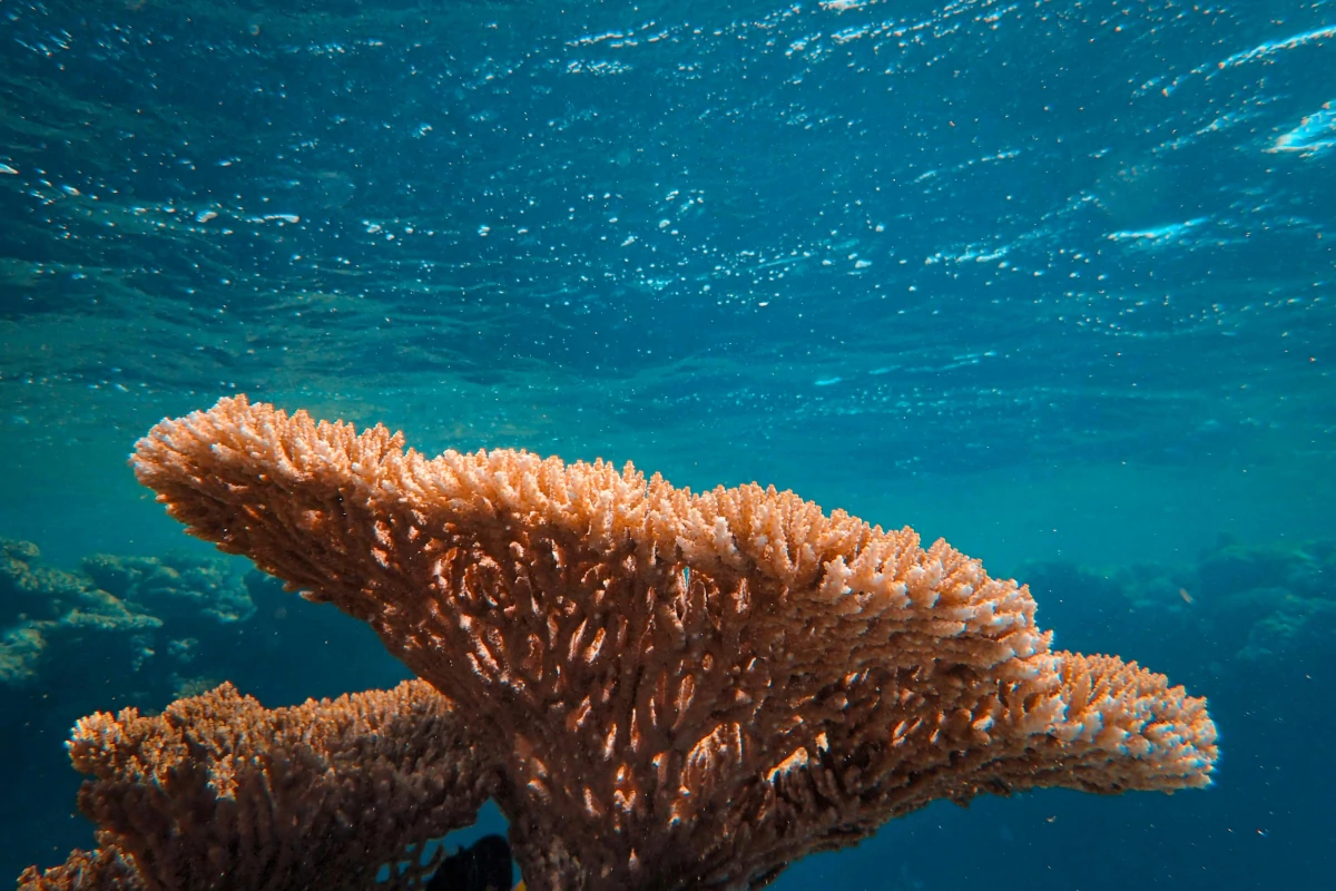 aquecimento-global-pode-colapsar-todos-os-recifes-de-coral-de-aguas-rasas-do-planeta -–-climainfo