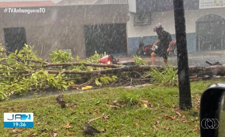Chuva com ventos fortes derruba árvores e provoca estragos no TO | G1