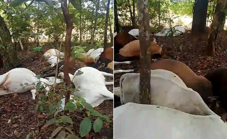 gado-morre-atingido-por-raio-em-fazenda-no-tocantins;-veja-video-|-g1