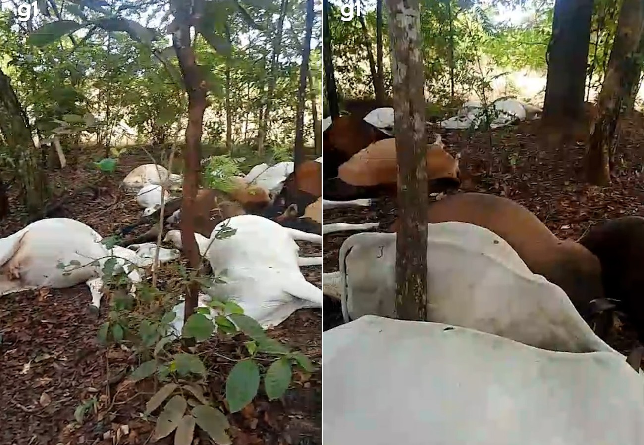 gado-morre-atingido-por-raio-em-fazenda-no-tocantins;-veja-video-|-g1