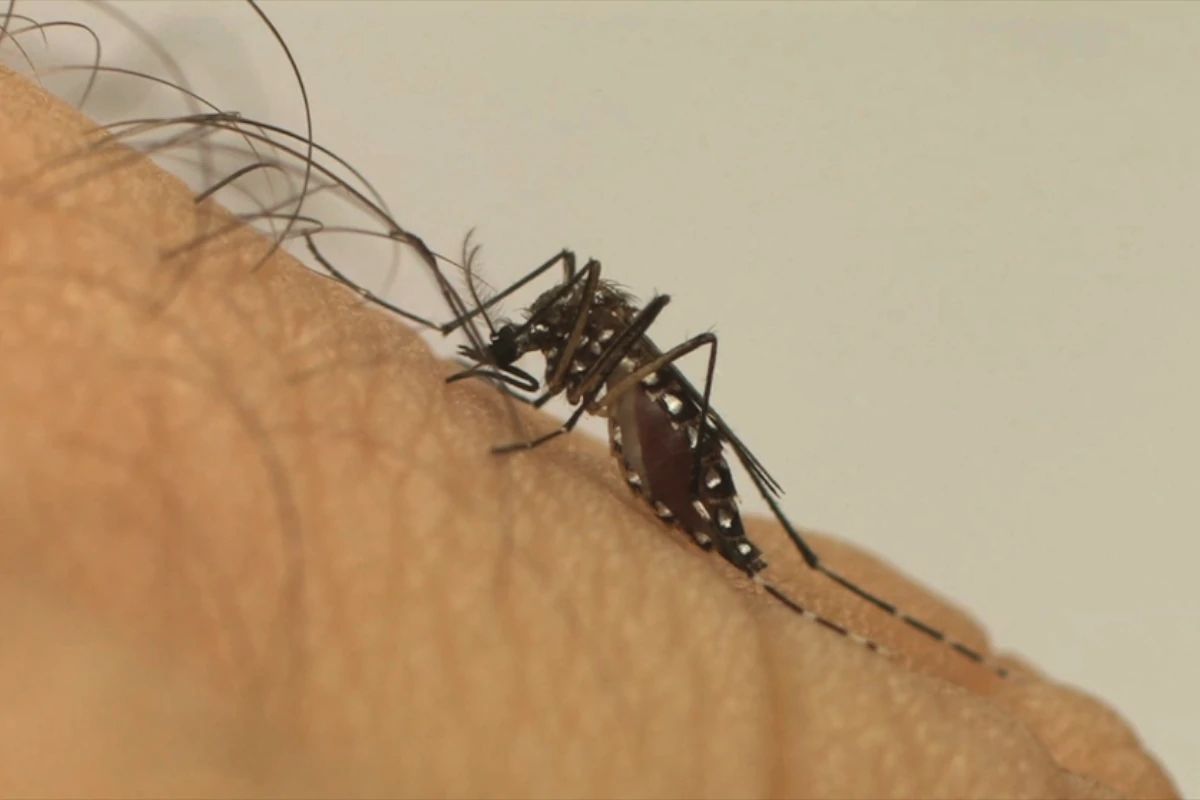 Fiocruz: mudanças climáticas já causam aumento de doenças infecciosas no Brasil – ClimaInfo