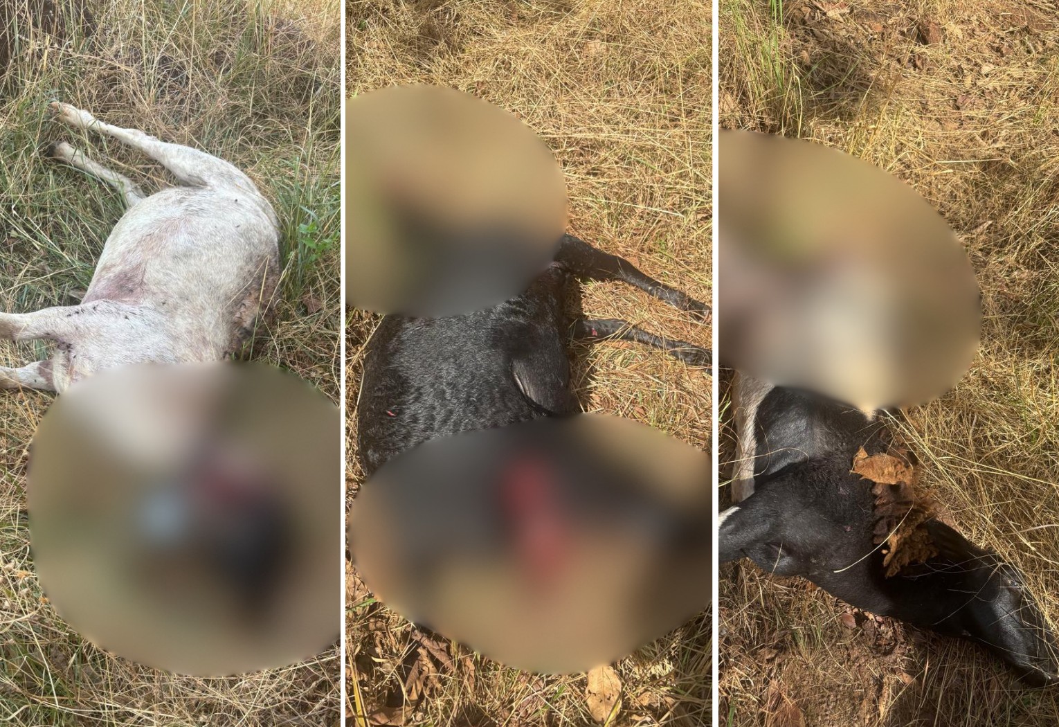 carneiros-sao-atacados-por-onca-em-zona-rural-do-to,-dizem-moradores-|-g1